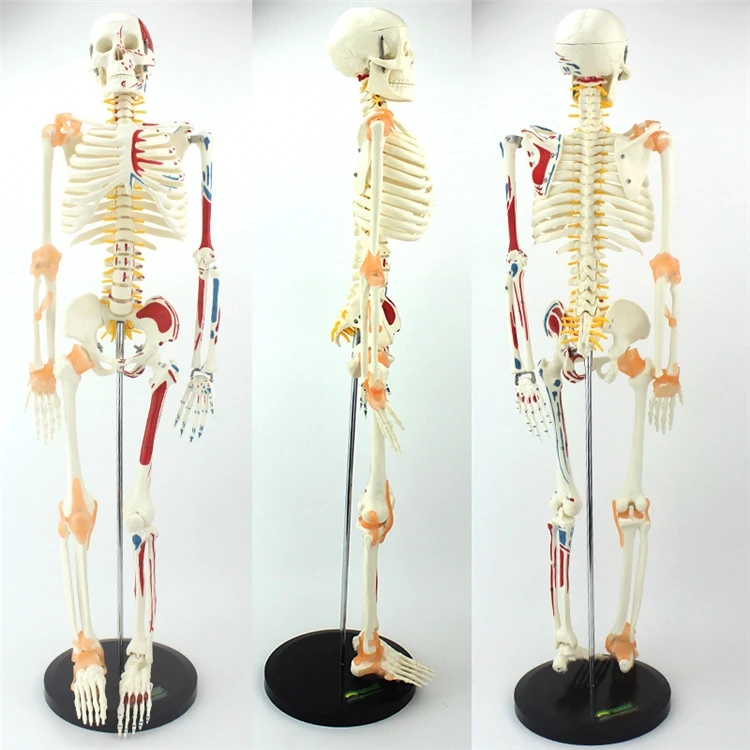 Medical Lab Upgrade - 【HOT】의료 교육용 고품질 실물 크기 인간